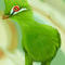 the-green-bird by kutedymples