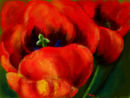 first-tulips-of-the-ye