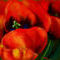 first-tulips-of-the-ye by ploiesteana