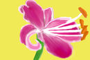 lily lily