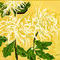 chrysanthemum-a-la-chi by ploiesteana