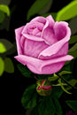 pinkish-rose-and-bud