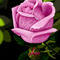 pinkish-rose-and-bud by kutedymples