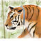 tiger-in-the-bamboo by fabiofred