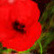 one-hot-poppy by ploiesteana
