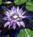 lotus