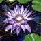 lotus by ha55ha