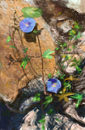 rocks-and-flowers rocks-and-flowers