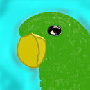 dicky-my-parrot