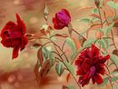 red-and-beige-rose-com red-and-beige-rose-com