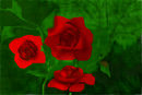 red-roses
