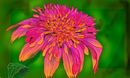 echinacea-purpurea