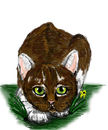 cat