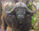 cape-buffalo