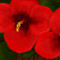 two-red-flowers by ploiesteana