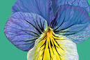 pansy pansy