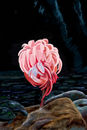 the-flamingo
