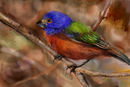 a-little-bird a-little-bird
