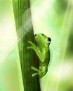frog