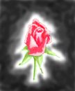 fiery-rose fiery-rose