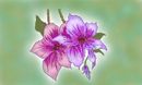 more-flower more-flower