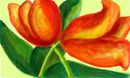 tulips-for-c tulips-for-c