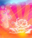 pink-sun-and-rose pink-sun-and-rose