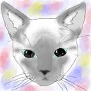 my-cat-skip