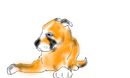 dog-2
