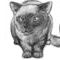 cat by cinx
