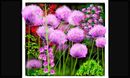 allium