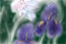 enchanted-iris