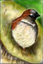 sparrows-disappear-fro