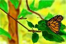 butterfly