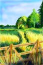 wheat-field