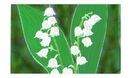 lillies-o-t-valley