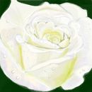 white-rose