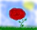 rose