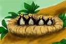 a-birds-nest