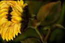 magic-sunflower