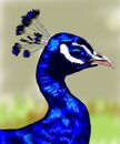 proud-peacock