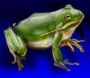 froggieonblue