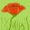 papaver by flower
