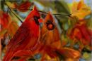 cardinals