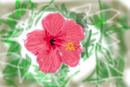 flower flower