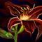 flower by nela_alen
