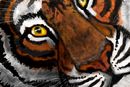 tiger-3