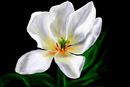 tulip tulip