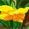 daffodil by nela_alen