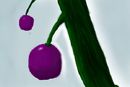 blargh